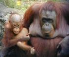 bebeği ile orangutan